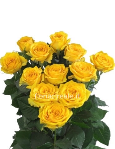 rose gialle a stelo cm 70