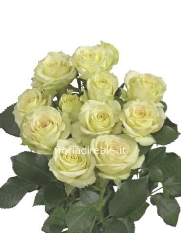 rose bianche a stelo lungo
