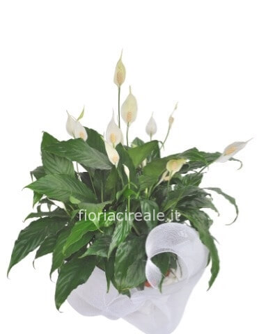 spadifilium vaso 14