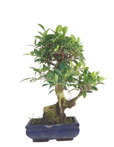 bonsai altezza cm 15