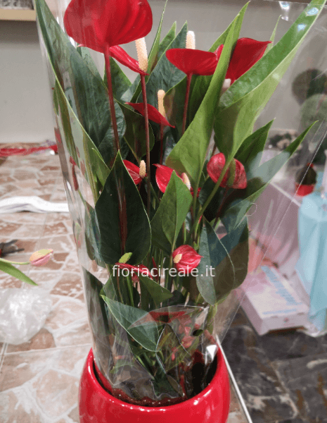 hanturium con vaso ceramica