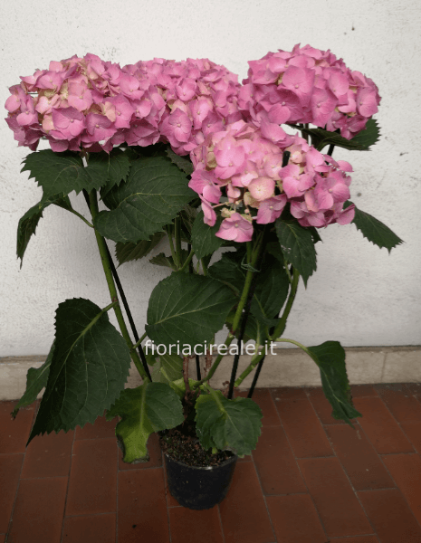 pianta ortensia bianca o rosa