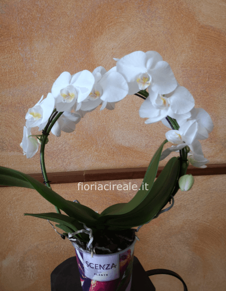 orchidea