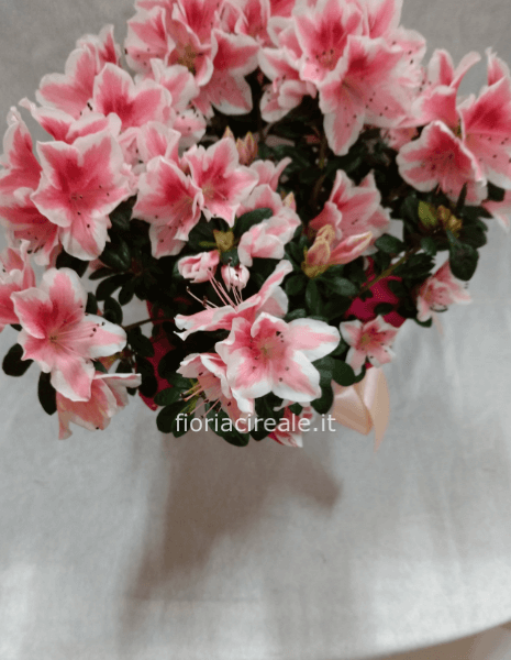 Azalea 