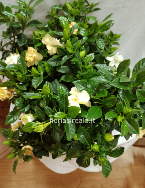 Gardenia
